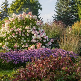 Vanilla Strawberry Hydrangea