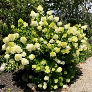 Limelight Hydrangea