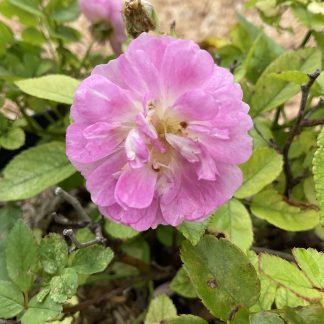 Rose 'Sweet Pea'