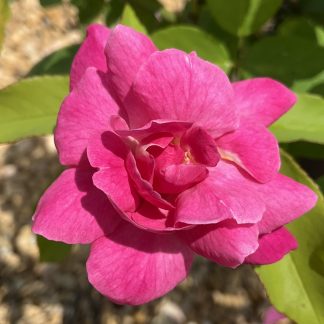 Rose 'Old Blush'