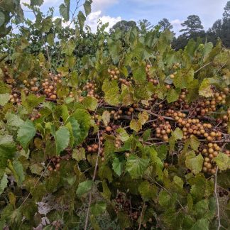 Muscadine Carlos