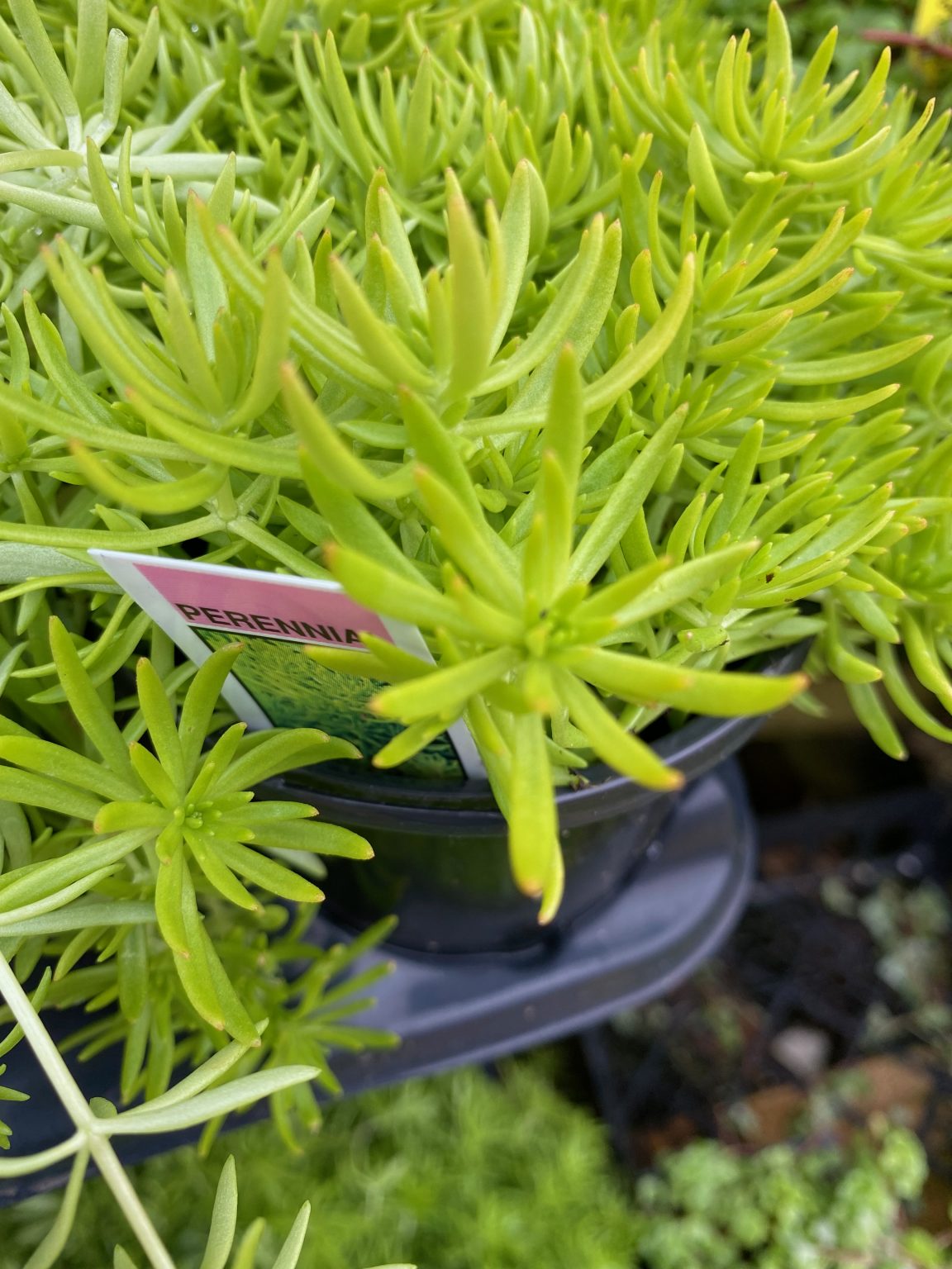 Sedum ‘lemon Ball