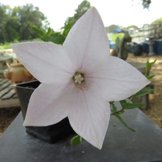 Balloon Flower Fuji White
