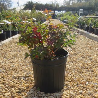 Spirea 'Goldmound'