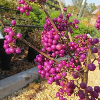 Heavy Beauty Berry