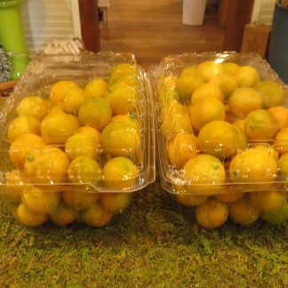 Kumquat, Fresh Fruit - 3 Pounds