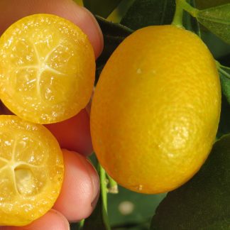 Nagami Kumquat