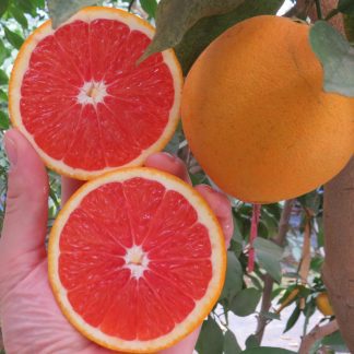 Cara Cara Blood Orange FD