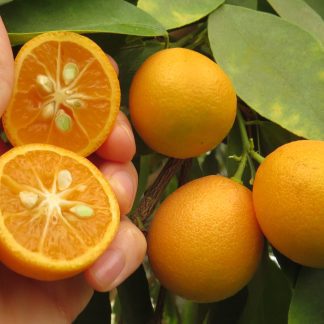 Calamondin CZ0