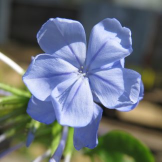 Imperial Blue Plumbago
