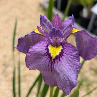 Iris Shiryukyo
