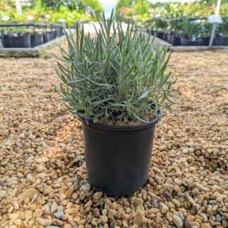 Lavendar 'Provence'