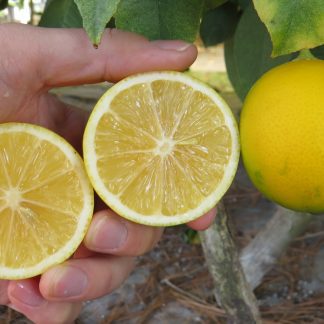 Improved Meyer Lemon