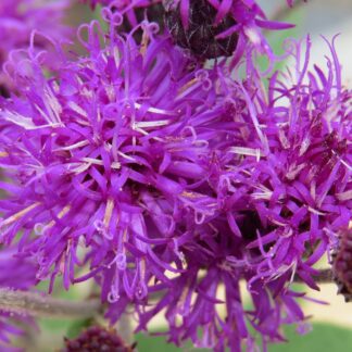 Missouri Ironweed