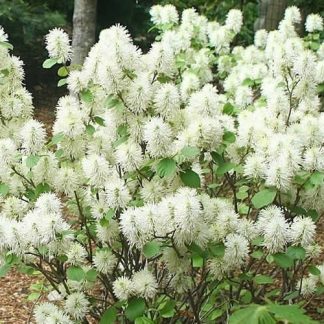 Fothergilla Mt. Airy