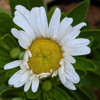Nippon or Montauk Daisy