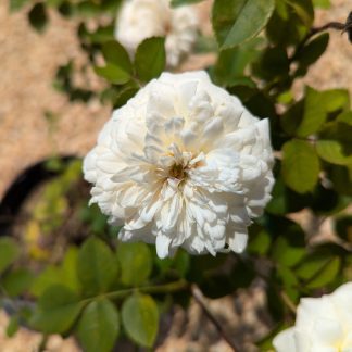 Rose 'Sombreuil'