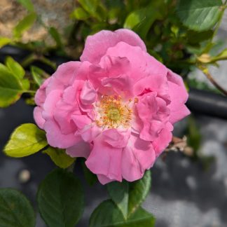 Rose " American Beauty' Climber