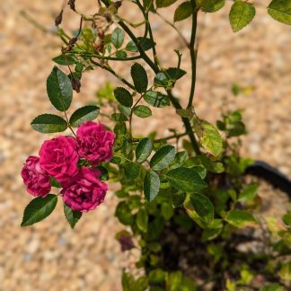 Rose 'Verdun'