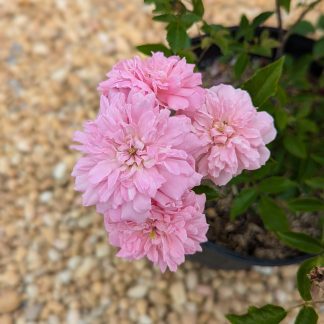 Rose 'Caldwell Pink'