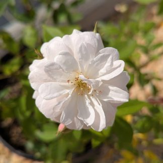 Rose 'Champney's Pink Cluster'