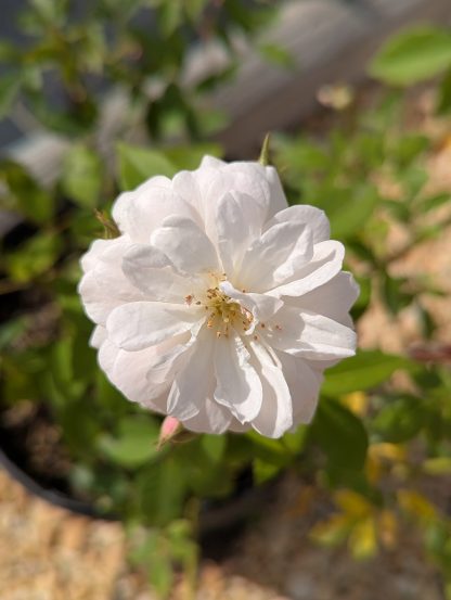 Rose 'Champney's Pink Cluster'