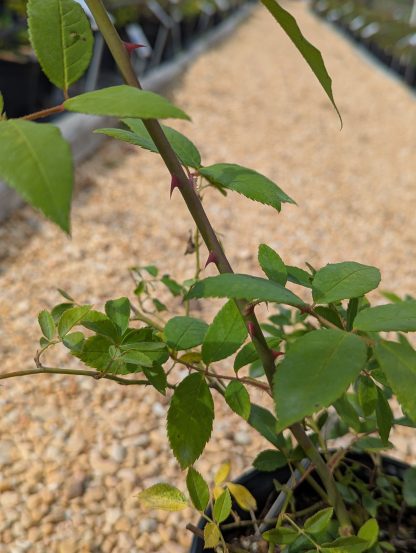Rose 'Champney's Pink Cluster' - Image 9