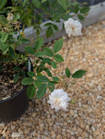 Rose 'Champney's Pink Cluster' - Image 4