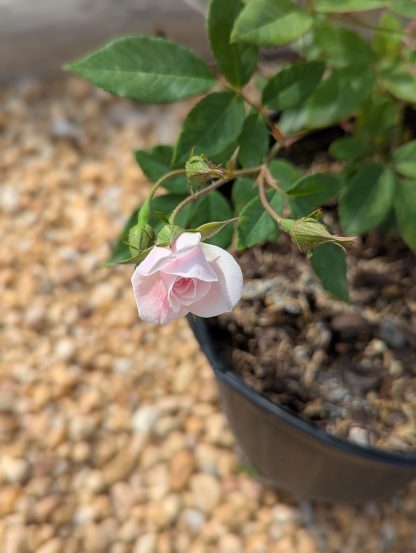 Rose 'Champney's Pink Cluster' - Image 5