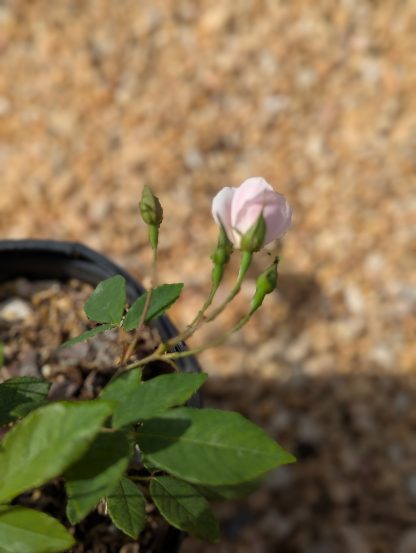 Rose 'Champney's Pink Cluster' - Image 6