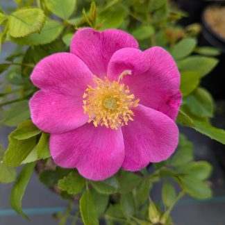 Basye's Blueberry