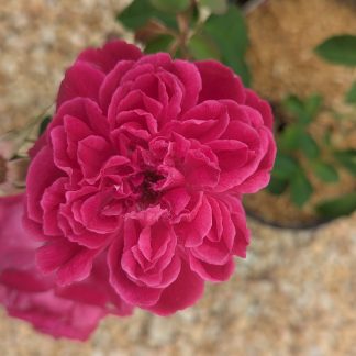 Rose 'Maggie'