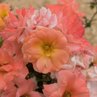 Drift Rose Peach