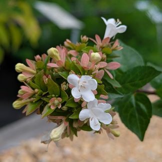 Abelia 'Rose Creek'