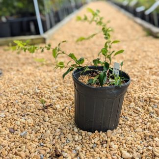 Quince Double White