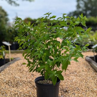 Beautyberry "Dwarf Purple'