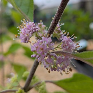 American Beautyberry