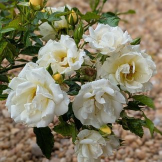 Drift Rose Popcorn