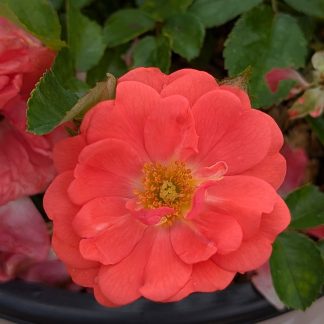 Drift Rose Coral