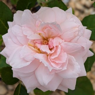 Rose 'Quietness'