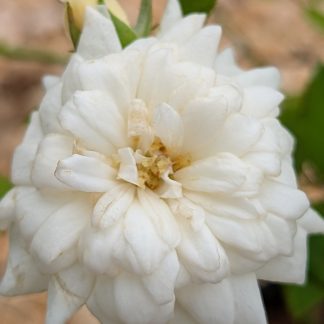 Rose 'Jefferson Rose'