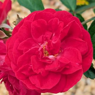 Rose 'Eutin'