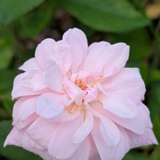 Rose 'Cecile Brunner Shrub'