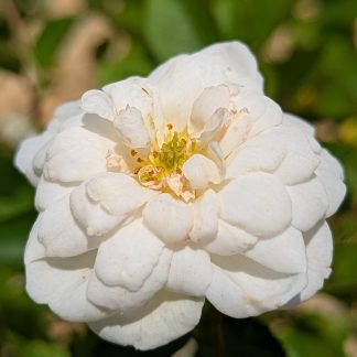 Rose 'Katharina Zeimet'