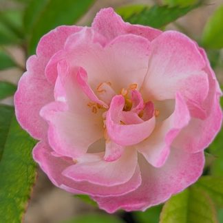 Rose 'La Marne'