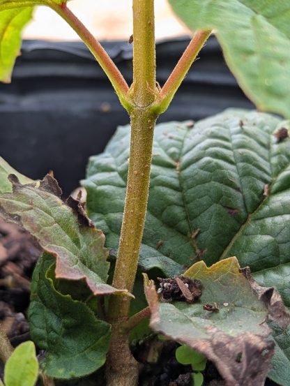 Maple Leaf Viburnum - Image 6