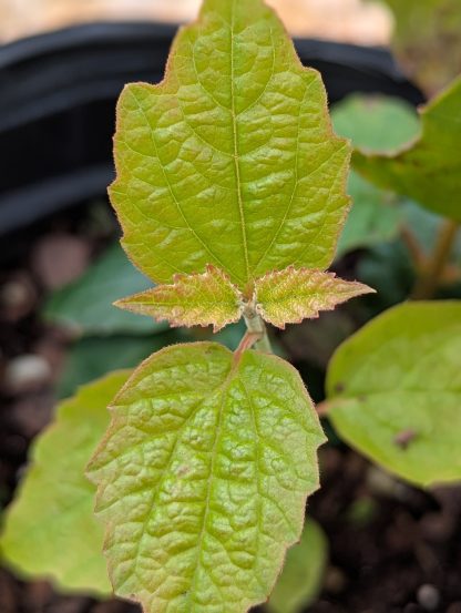 Maple Leaf Viburnum - Image 4
