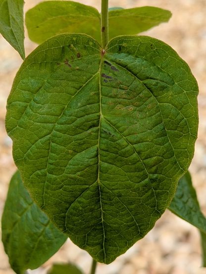 Maple Leaf Viburnum - Image 5