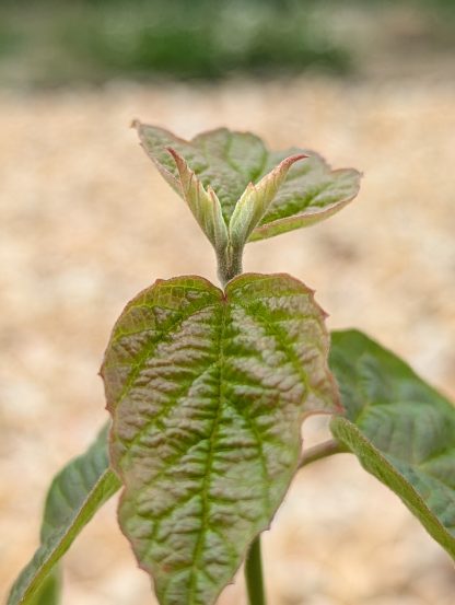 Maple Leaf Viburnum - Image 7