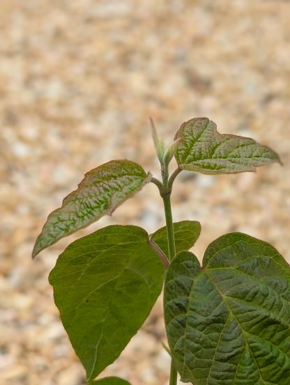 Maple Leaf Viburnum - Image 8